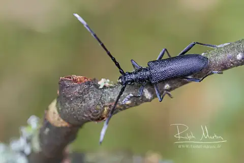 Capricorn beetle