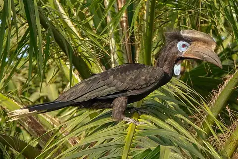Black-casqued Hornbill