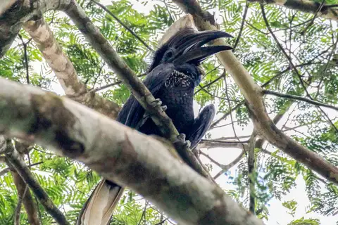 Yellow-casqued Hornbill