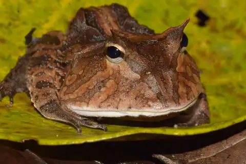 Amazonian Horned Frog
