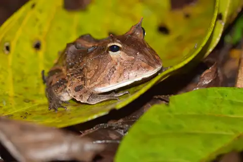 Chacoan Horned Frog