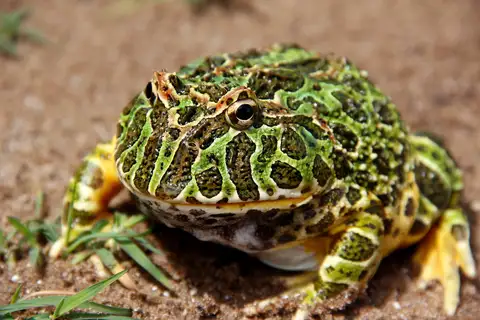 Bell's Horned Frog