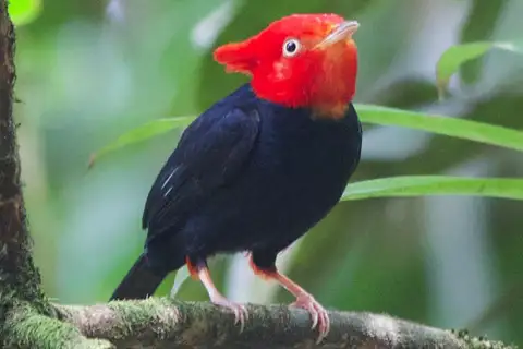 Scarlet-horned Manakin