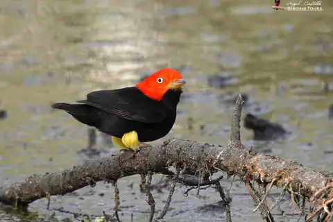 Red-capped Manakin