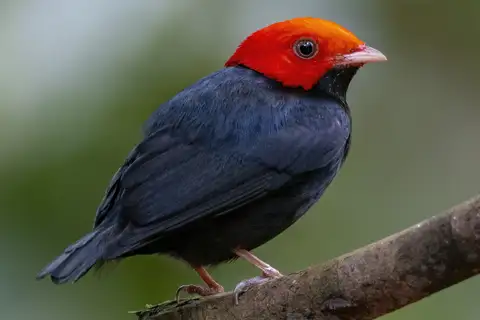 Red-headed Manakin