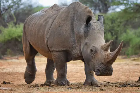 White Rhinoceros