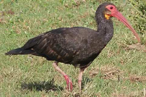 Sharp-tailed Ibis