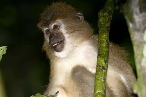 Agile Mangabey