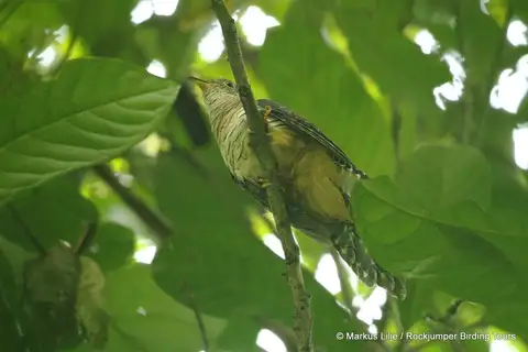 Dusky Long-tailed Cuckoo
