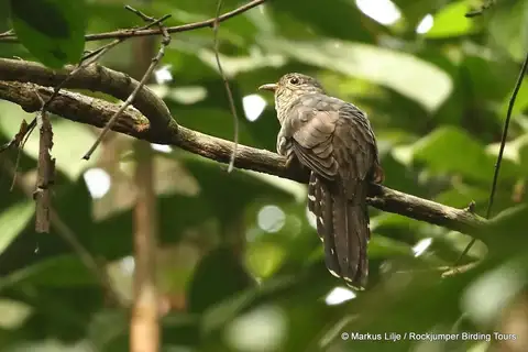 Olive Long-tailed Cuckoo