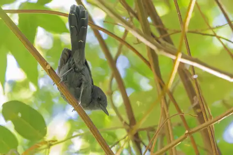 Rio de Janeiro Antbird