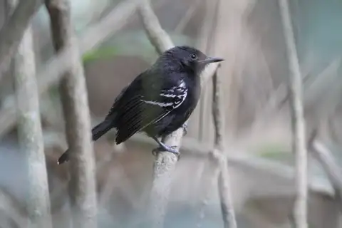 Rio Branco Antbird