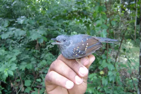 Grey Antbird