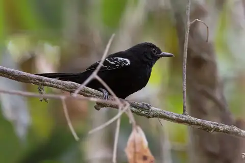 Bananal Antbird