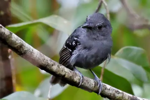 Willis's Antbird