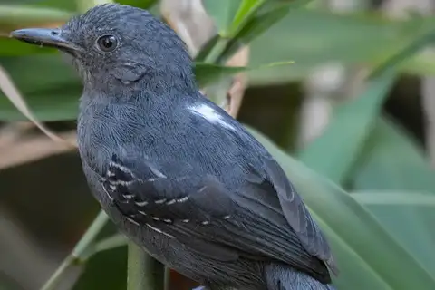 Blackish Antbird