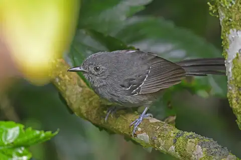 Parker's Antbird