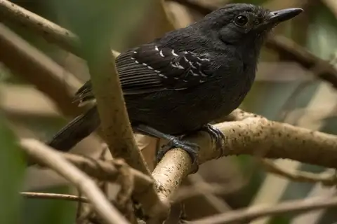 Dusky Antbird
