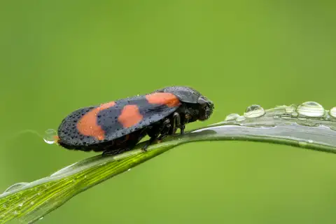 Common Froghopper