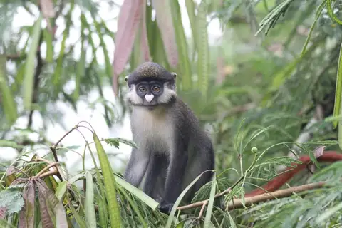 Red-tailed Monkey