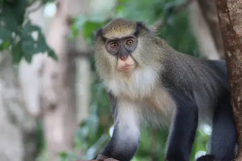 Campbell's Monkey