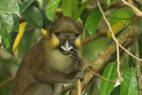 Moustached Monkey