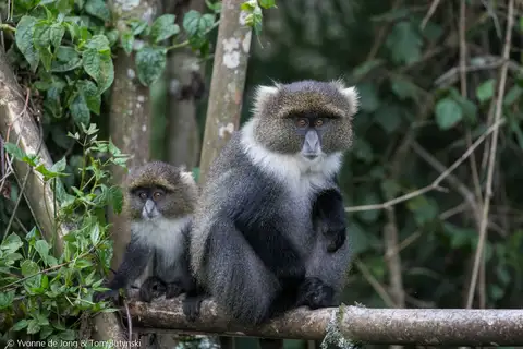 Blue Monkey