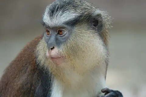 Mona Monkey
