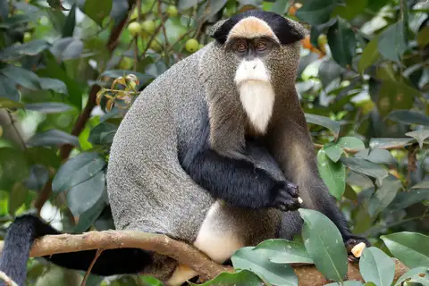 De Brazza's Monkey