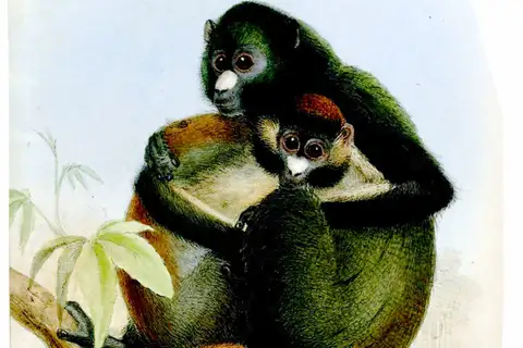 Putty-nosed Monkey