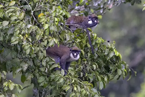 Lesser Spot-nosed Monkey