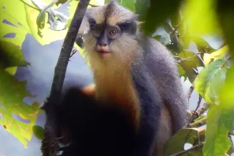 Crowned Monkey