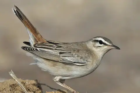 Rufous-tailed Scrub Robin