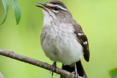 Brown-backed Scrub Robin
