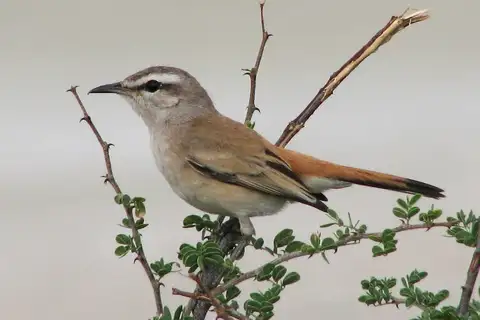 Kalahari Scrub Robin