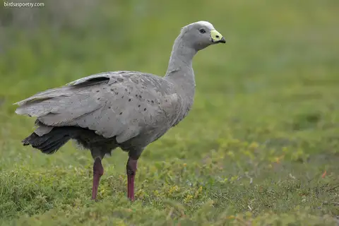 Cape Barren Goose
