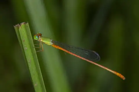 Orange-tailed Sprite