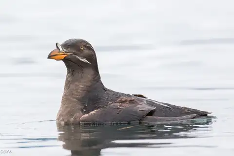 Rhinoceros Auklet