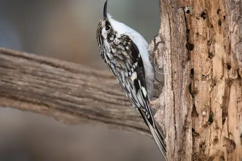 Brown Creeper