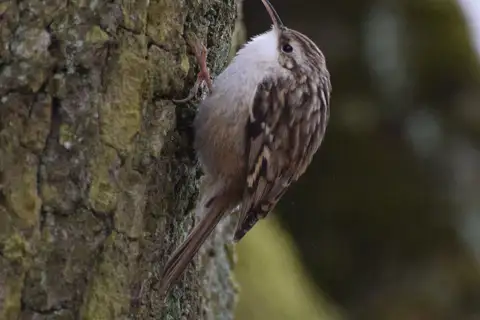 Short-toed Treecreeper