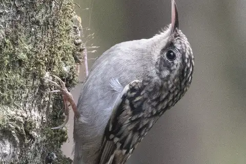 Sikkim Treecreeper