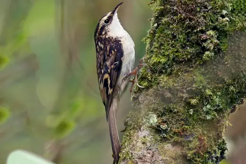 Eurasian Treecreeper