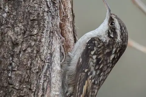 Bar-tailed Treecreeper
