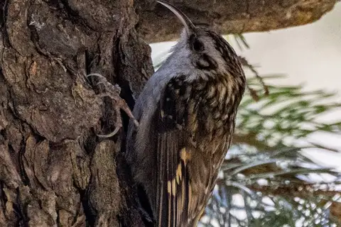 Hodgson's Treecreeper