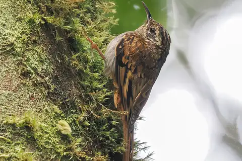 Hume's Treecreeper