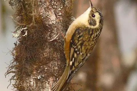 Rusty-flanked Treecreeper