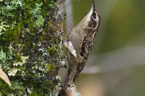Sichuan Treecreeper