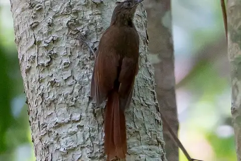 Spot-throated Woodcreeper