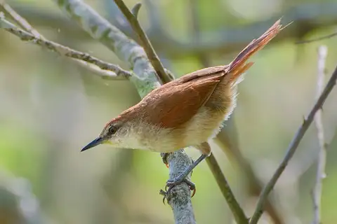 Yellow-chinned Spinetail