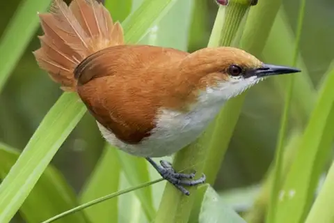 Red-and-white Spinetail